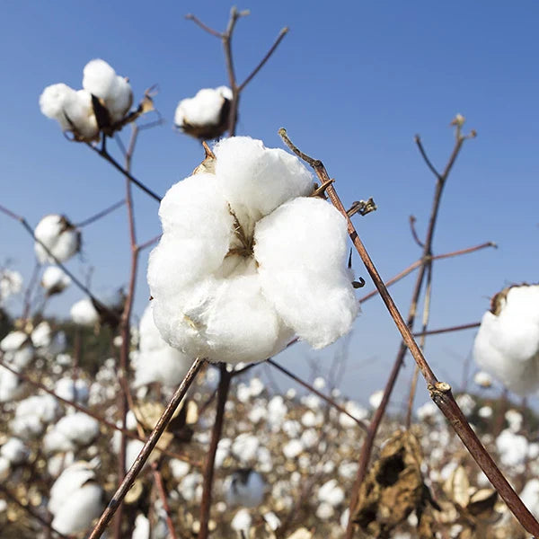 More-About-Us-Organic-Cotton_1 - Nature Baby