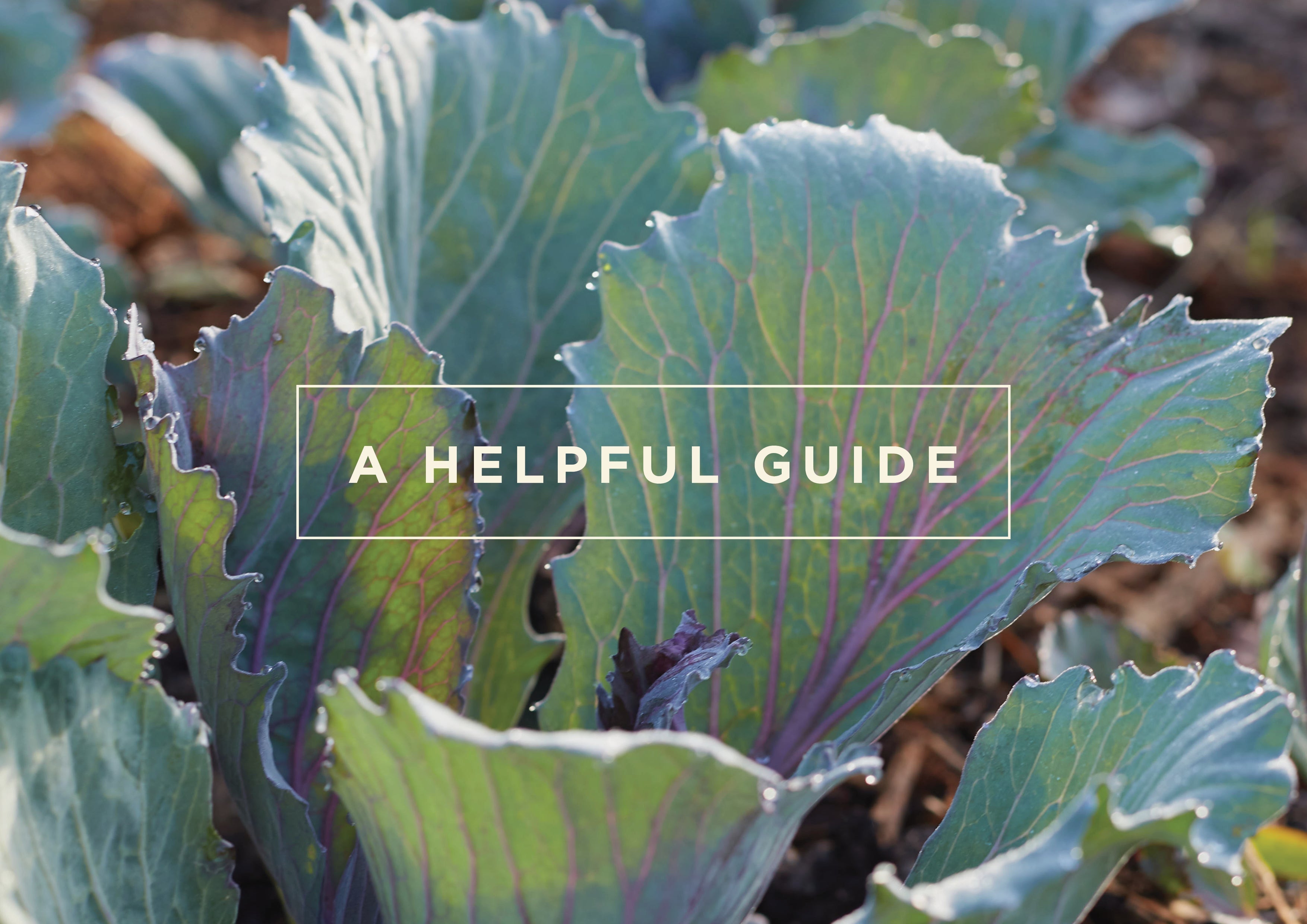 Recipe: Organic Broccoli Bites | Wellbeing - Nature Baby