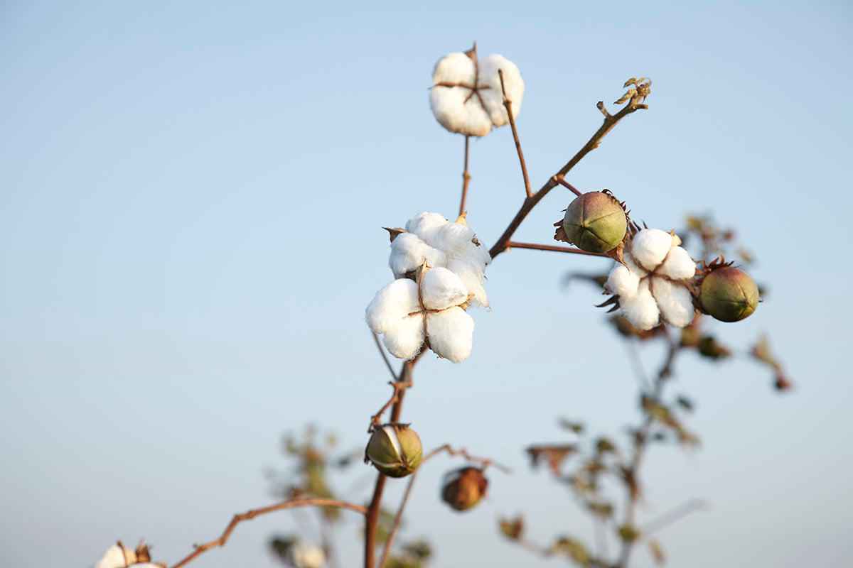 Kind To Our Earth: GOTS Certification | Who We Are - Nature Baby