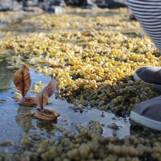 Family Activities: Natural Boat | Living