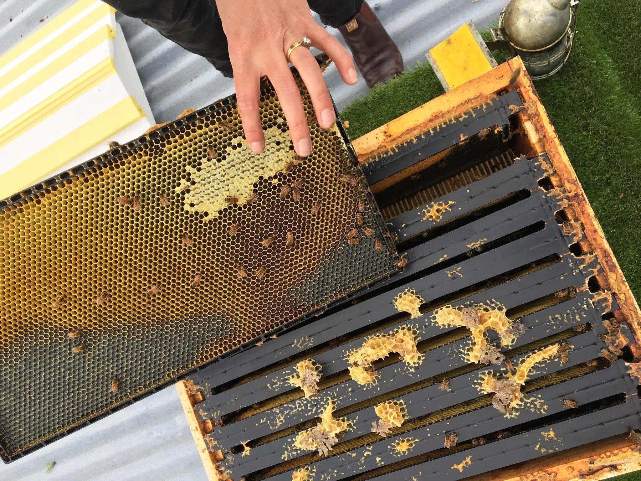 Nature Baby Store: Bees | Who We Are