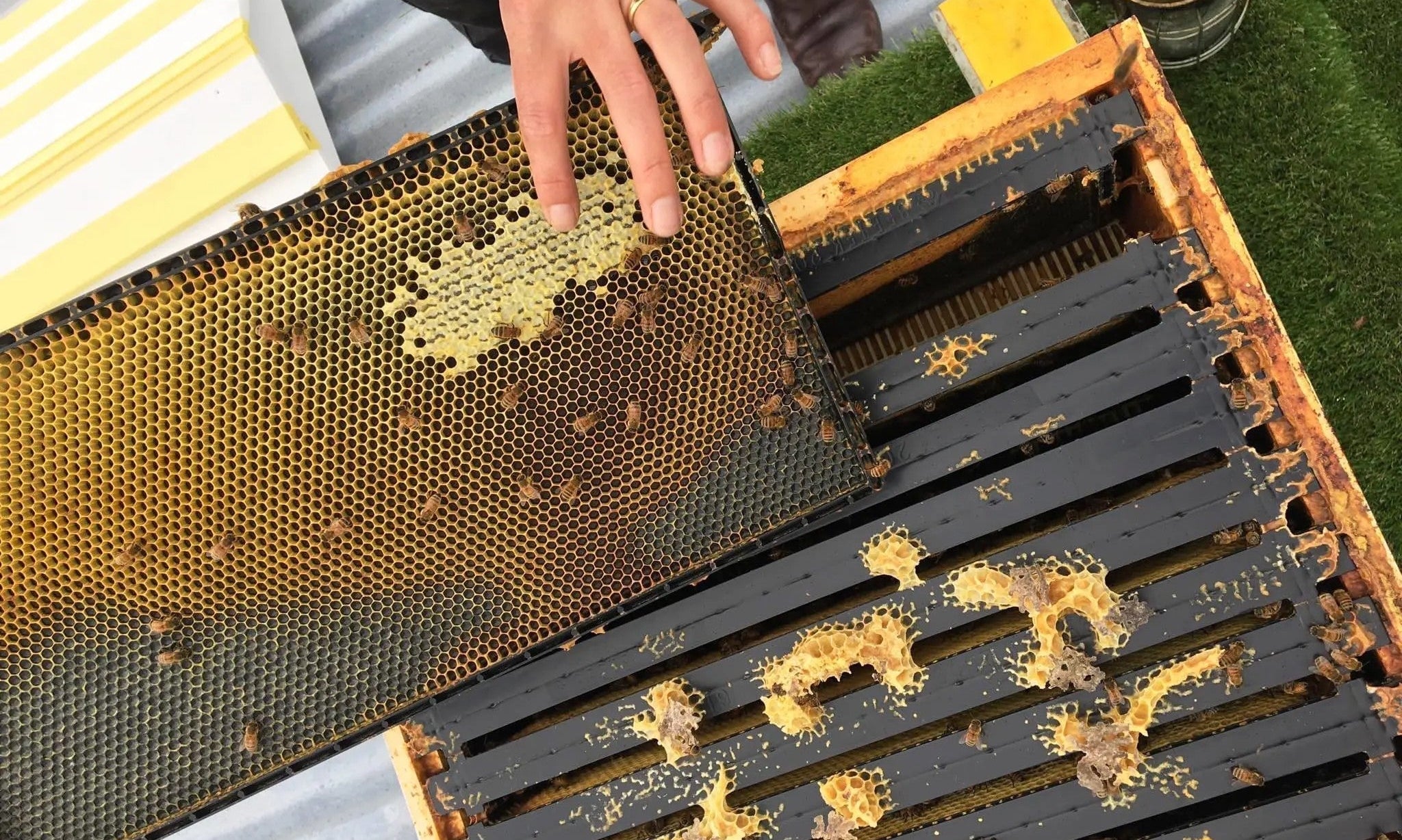 Nature Baby Store: Bees | Who We Are - Nature Baby