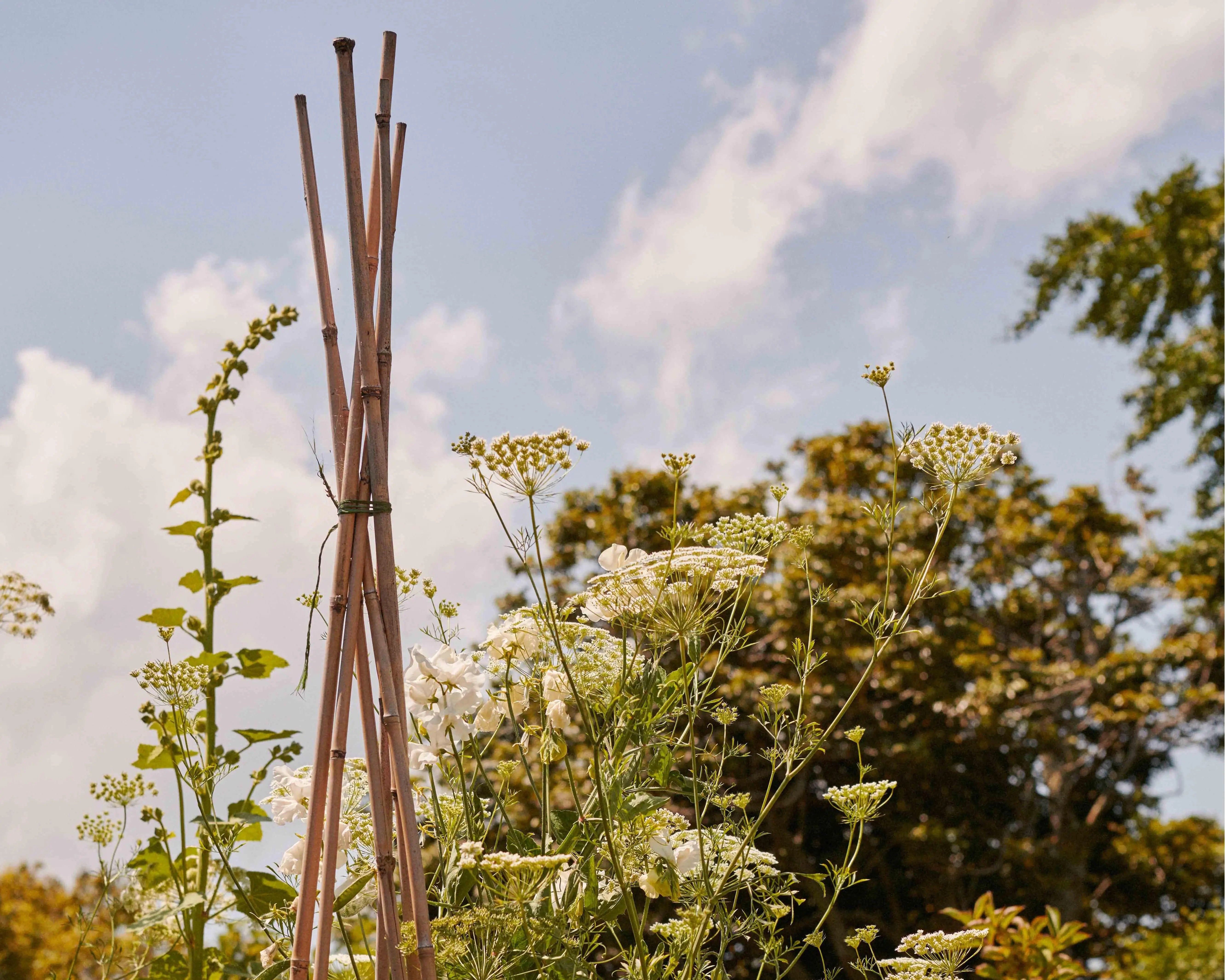 Q&A with Natural Ange | Living