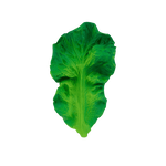 KENDALL THE KALE | Green-Web-front